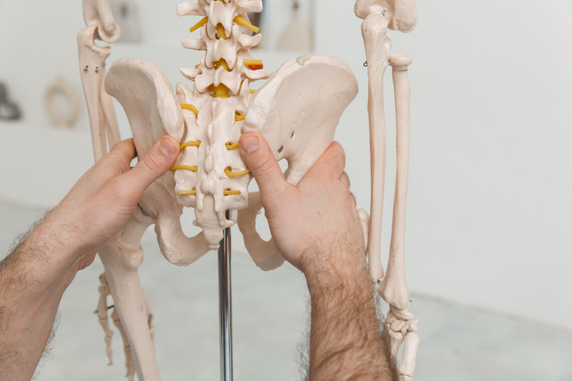 Doctor Man Pointing On Pelvis Of Human Skeleton Anatomical Model. Physiotherapist Explaining Joints Model. Chiropractor Or Osteopath Points To The Skeleton Of Human Body. Bones Anatomy Close Up